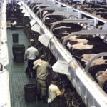 The supply management issue erupted early in U.S. President Donald Trump’s presidency when he condemned Canada’s system and used it as an example of how NAFTA was a bad deal and Canada was taking advantage of the United States. | File photo
