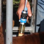 Fees charged to veterinary drug makers could increase 39 to 500 percent if current fee proposals go into effect as planned in April 2019, according to a study commissioned by the Canadian Animal Health Institute.  | File photo