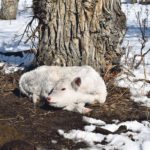 A calf on the Cervo ranch near Fort Macleod, Alta., finds one of the few snowless spots in the calving pasture in which to take a nap.  |  Barb Glen photo