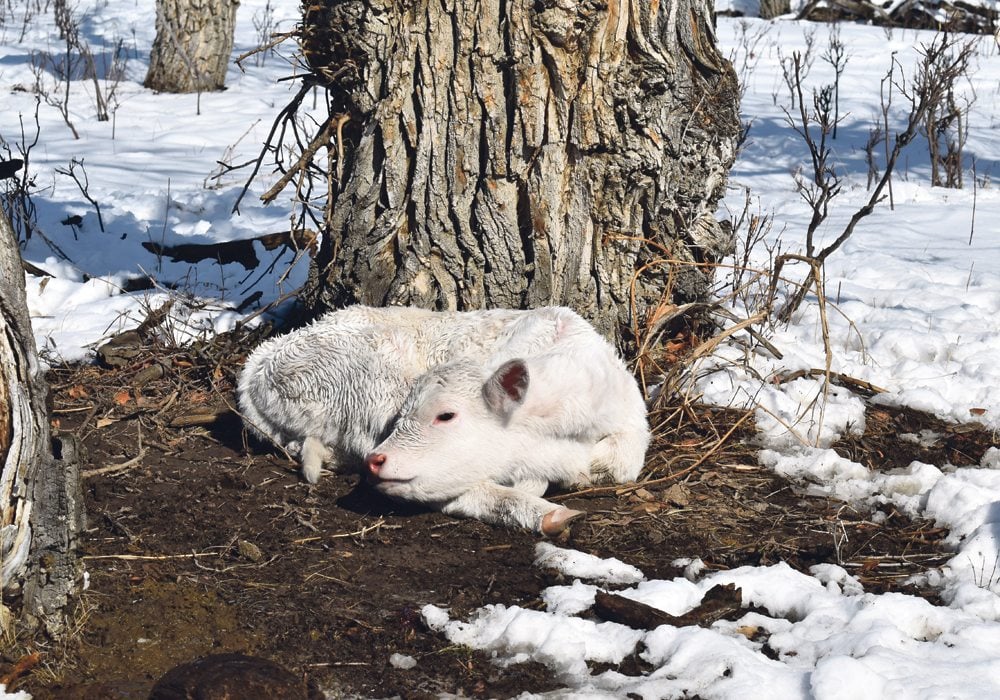 A calf on the Cervo ranch near Fort Macleod, Alta., finds one of the few snowless spots in the calving pasture in which to take a nap.  |  Barb Glen photo