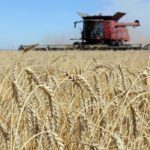 Wheat bids in Western Canada declined for the week ended April 20, following the lead of the United States futures markets. | File photo