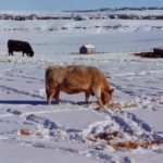 A Saskatchewan farmer has been ordered to pay $28,600 after 27 head of cattle he was looking after fell through ice and drowned four years ago. | File photo