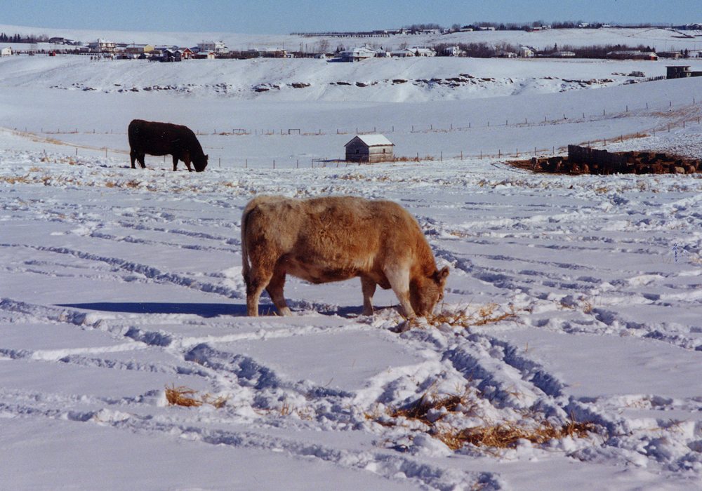 A Saskatchewan farmer has been ordered to pay $28,600 after 27 head of cattle he was looking after fell through ice and drowned four years ago. | File photo
