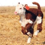 Canada’s system of RFID tags and an independent agency to handle traceability may be a model for the U.S., according to some American livestock groups. | Barb Mitchell photo