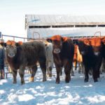 The United States currently requires identification for animals older than 18 months but there are no rules for feedlots. | Jeannette Greaves photo