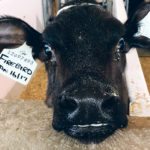 Traceability has been embraced in Canada’s dairy industry and most other livestock sectors but the United States continues to debate a workable system. | Barb Glen photo