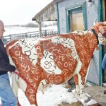 Danita and John Phelan pull Brandy out of a shed to prepare it for the Cowgirl Cattle Company’s annual Rendezvous in Madden, Alta., May 5. | Patrick Price photo