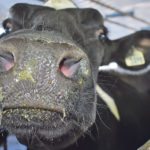An inquisitive purebred Holstein cow awaits its turn in the milking parlour at Van den Pol Dairy. | File photo