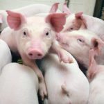Canada benefits greatly from having its hog industry integrated with the U.S., but processors have to find a better way to reflect some of the differences between the two industries when prices tank in the U.S. | File photo