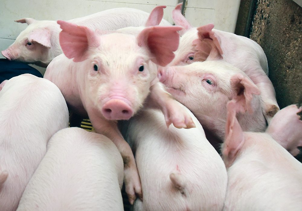 Canada benefits greatly from having its hog industry integrated with the U.S., but processors have to find a better way to reflect some of the differences between the two industries when prices tank in the U.S.  |  File photo