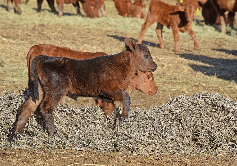 Twenty-six calves have been stolen from four different farming operations in southern Alberta in recent months, and the RCMP are seeking help to find the culprits. | File photo