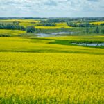 Canola had been looking rather expensive compared to other oilseeds, which likely contributed to the softer tone. A drop in Chicago Board of Trade soyoil futures and other world vegetable oil markets also weighed heavily on the market. The threat of a strike at Canadian Pacific Rail was also still a factor in the background. | File photo