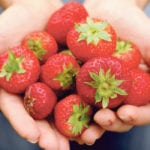 Strawberries are loaded with antioxidants and fibre, and when in season, are a flavour sensation. We love them alone with a scoop of ice cream or over angel food and cream. However, they are also great in salads. | Getty image