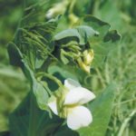 Saskatchewan farmers intend to seed 2.171 million acres of peas, which would be actually up slightly from the 2.165 million seeded in 2017. | File photo