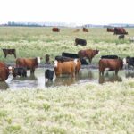 Producers can get help from government or private agrologists to make sure their water sources are suitable for livestock. | File photo