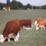 Producers are advised to graze tame pasture early rather than native pasture because it will recover quicker from pressure. | File photo