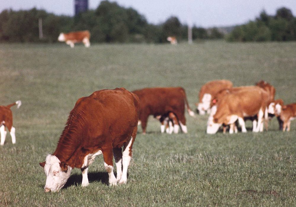 Producers are advised to graze tame pasture early rather than native pasture because it will recover quicker from pressure.  |  File photo
