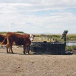 Off-site watering is one way producers can protect the health of their riparian areas. | File photo