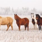 The equine code of practice provides guidelines for care of elderly horses because they may suffer from declining hoof condition and loss of teeth or have developed conditions such as arthritis or Cushing’s disease. | File photo
