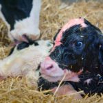 Dairy cattle are generally more susceptible than beef cattle to metritis but they are also more likely to be examined. | File photo
