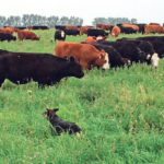 Cattle are intensively grazed on this perennial pasture and can take up a wide diversity of plant life. | Graeme Finn photo