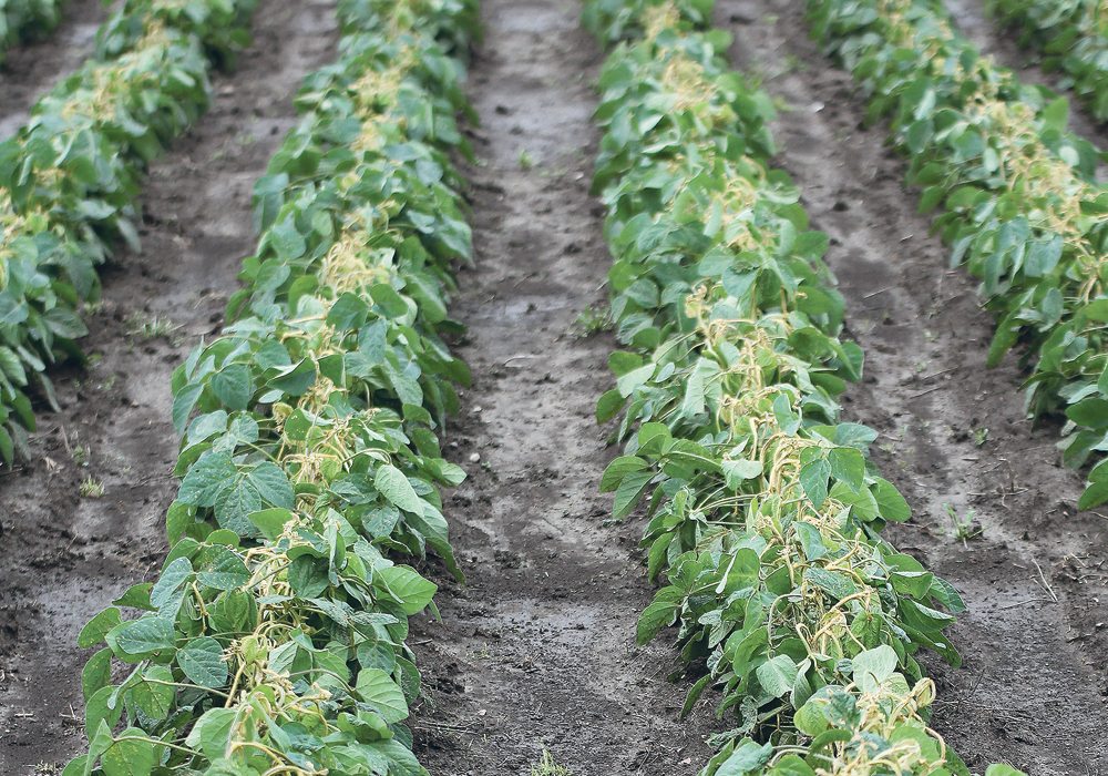 These non-tolerant soybeans were touched by dicamba. Even small amounts of the chemical can do damage. However, Midwest American conditions present different levels of risk from those in Western Canada and the Great Plains.  |  Michael Raine photo