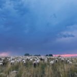 Sheep in the pasture on Larry and Liezel Kennedy’s farm near Shamrock, Sask. | Liezel Kennedy photo