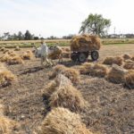 The argument is made that a national food policy shouldn’t stop at the border. Instead, it should recognize agriculture around the world, such as this Egyptian farmer pulling a cart filled with bundles of wheat after harvesting it from a field last month. | REUTERS/Mohamed Abd El Ghany photo