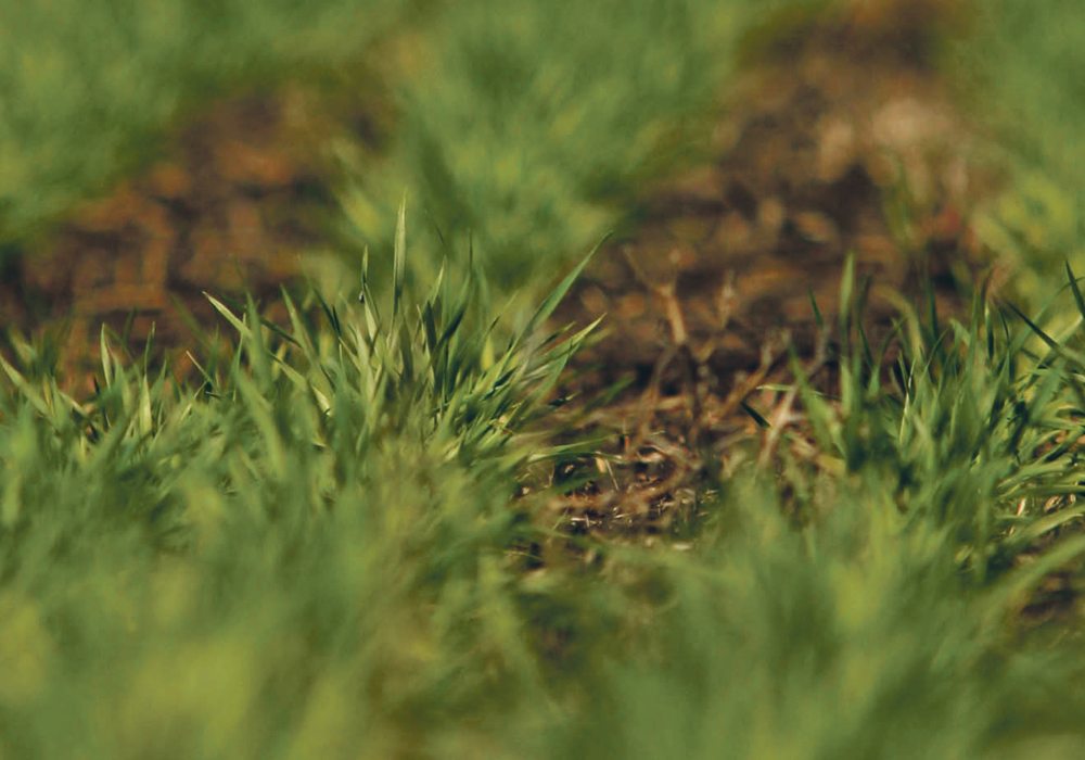 The U.S. Department of Agriculture reports that three percent of the country’s spring wheat crop was seeded as of April 22, compared to the previous five-year average of 25 percent.  |  File photo