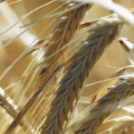 Statistics Canada’s first seeding intentions report of the year finds farmers planning to grow 300,000 more acres of barley, and some analysts think it could be higher than that. | File photo
