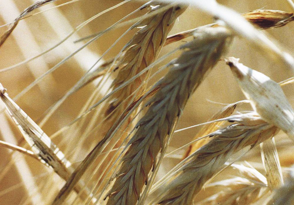 Statistics Canada’s first seeding intentions report of the year finds farmers planning to grow 300,000 more acres of barley, and some analysts think it could be higher than that.  |  File photo