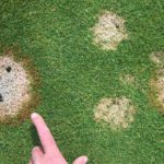 On lawns and golf courses, snow mould manifests itself as yellowish circular patches of various sizes. | Flickr.com/cappi thompson photo