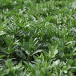 Statistics Canada is predicting faba bean acres to drop this year to 82,500 aces from 95,000 acres, according to its principal field crop areas report released April 27. In Saskatchewan, acres are predicted to fall to 37,500 acres from 60,000 acres, while faba bean acres in Alberta are predicted to rise to 45,000 acres, from 35,000 acres. | File photo