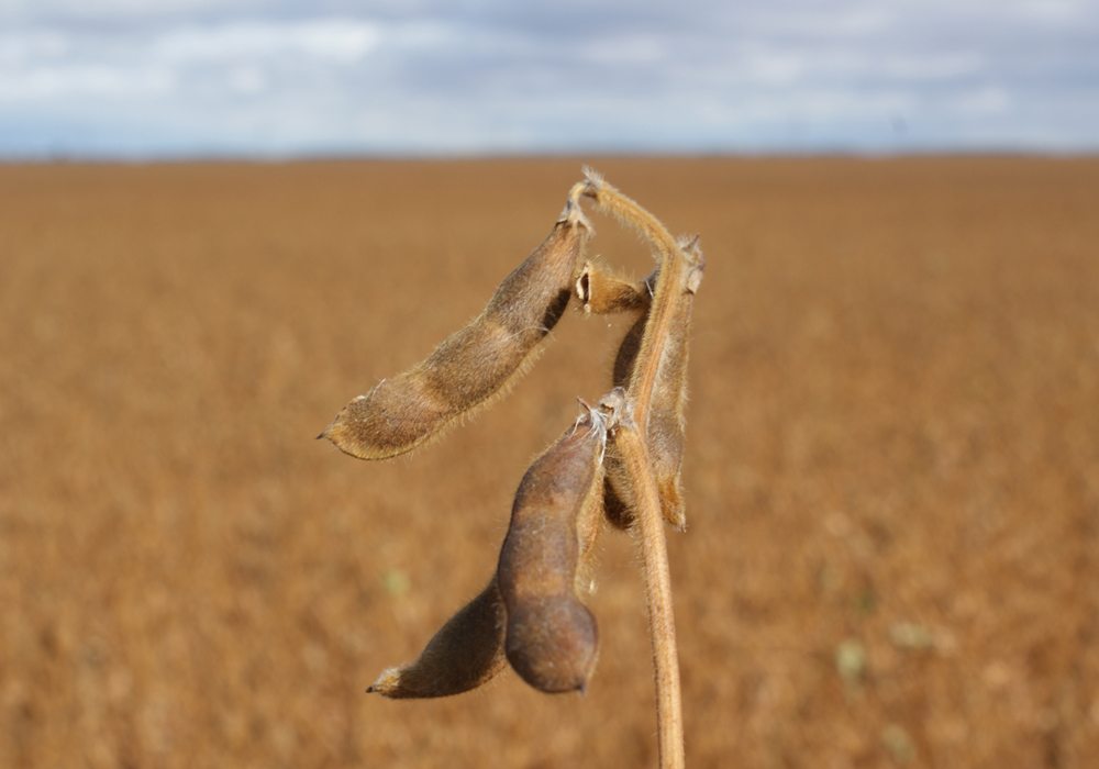Statistics Canada is predicting soybean acres in Manitoba to drop to 1.960 million acres from 2.290 million acres, according to its principal field crop areas report released April 27. Overall across Western Canada acreage is predicted to fall to 2.485 million acres from 3.140 million acres. | File photo