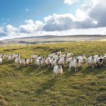 Lameness is a common cause of welfare and economic concerns in the domestic sheep flock, but information about the condition is limited in Canada.  |  File photo