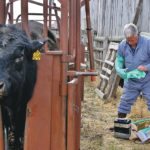 Dr. Marty Isinger from the Biggar Vet Clinic in Biggar, Sask., prepares to collect a semen sample for evaluation May 3 on the Larson ranch near D’Arcy, Sask. Isinger was also establishing a veterinarian client patient relationship with the Larsons, which will soon be required under Canada’s new livestock antibiotic prescription regulations. | Paula Larson photo
