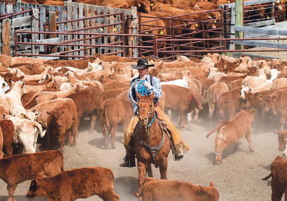 Fetal programming is related to how cow nutrition and stresses during pregnancy affect the development of calves, such as this one roped by Tim Entz for branding on the MacMillan Colony near Cayley, Alta., April 25.  |  Mike Sturk photo