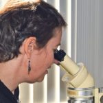 Study lead author Elizabeth Watson examines historically collected mudsnails under a dissecting microscope. “I was looking to see if snail bodies are preserved inside the shells,” she said. “Also many of the snails have a lot of mud and algae attached. That would need to be removed before they could possibly be analyzed for stable isotopes.” | Roger Thomas/Drexel University photo