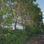 Farmers who want to start a shelterbelt should consider planting a combination of shrubs and trees after first doing homework on what species are likely to thrive in the site’s soil type, sun exposure, wind and moisture levels.  |  File photo