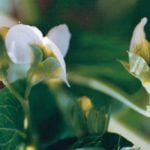 Information for the field pea declaration was gathered from 10 percent of Alberta Pulse Growers’ 6,000 members who responded to a survey in 2015.  |  File photo