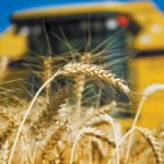 The USDA pegged wheat carryout for the upcoming 2018/19 marketing year at 955 million bushels, which was about thirty million bushels above average trade guesses. | File photo