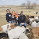 The Lawes family — Kristie, left, Hunter, Blake and Jason — are raising and selling goats and Gelbvieh cattle on their family farm southwest of Dinsmore, Sask. | William DeKay photo