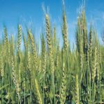 Analysts say the fundamentals don’t justify a favourable attitude toward wheat, but the commodity has piqued the interest of investment funds. | File photo