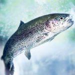 Fish may have it without showing illness, but clinical signs include a black tail, sloped head, crooked tail and whirling behaviour like a dog chasing its tail. | File photo