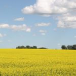 On Friday, Statistics Canada released its stocks numbers which confirmed this year's carryout would be extremely large. The agency pegged canola stockpiles, as of March 31, at 9.1 million tonnes, which greatly exceeded last year's number of 7.9 million. | File photo