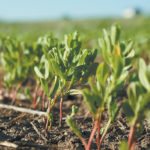 Dry soil conditions persist across many portions of Western Canada but the outlook for pulse crops seems fairly promising, according to a crop extension specialist with the Saskatchewan government. | File photo