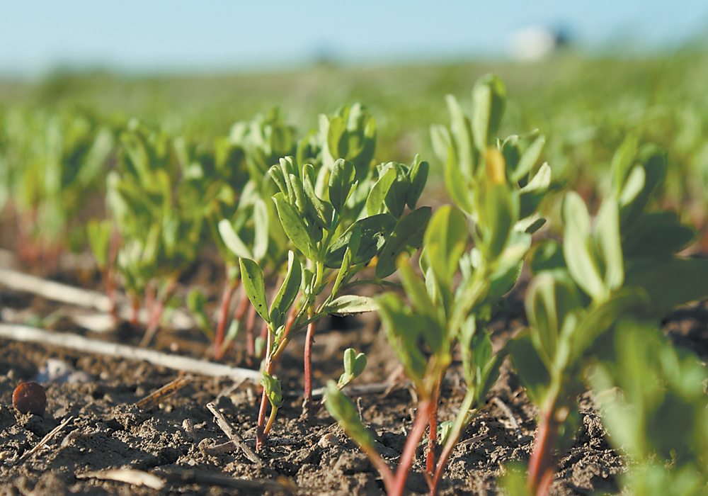 Dry soil conditions persist across many portions of Western Canada but the outlook for pulse crops seems fairly promising, according to a crop extension specialist with the Saskatchewan government. | File photo