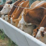 Throughout the winter prices were high, with feed barley sitting at C$265 to C$268 per tonne. Now only a few weeks later prices have fallen by C$10 per tonne. | File photo