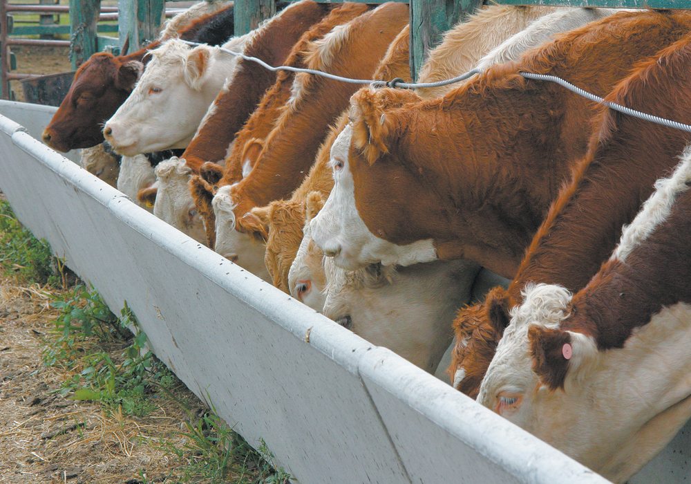Throughout the winter prices were high, with feed barley sitting at C$265 to C$268 per tonne. Now only a few weeks later prices have fallen by C$10 per tonne. | File photo