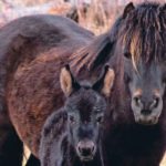 A welfare assessment can be an educational opportunity or may challenge the way people do things. | Randy Vanderveen photo